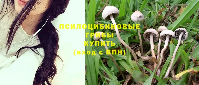 Псилоцибиновые грибы Psilocybine cubensis  Лихославль 